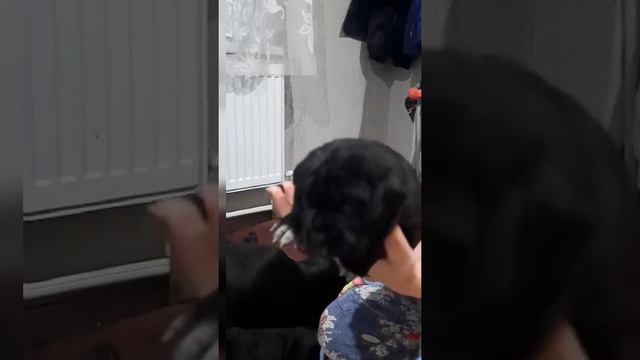 Кане Корсо Крым смотреть онлайн