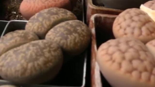 Литопсы.Харьков. смотреть онлайн