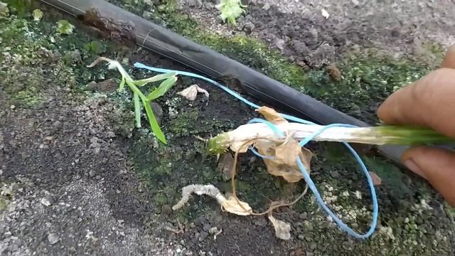 СЕРАЯ ГНИЛЬ НА ОГУРЦАХ! смотреть онлайн