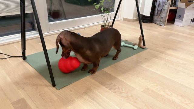 Dachshund playing with Kong Snackball | From beginner to master | Ben the sausage смотреть онлайн