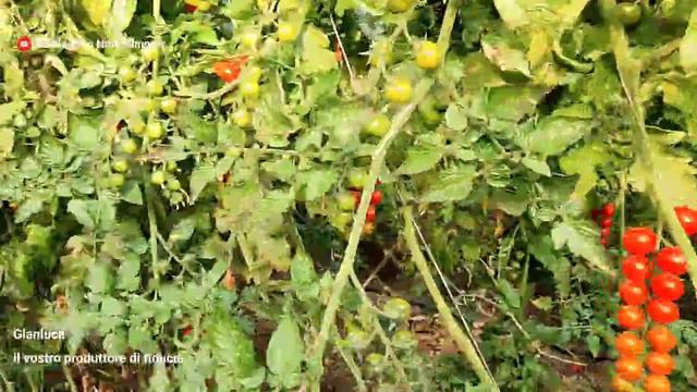 Ciliegino Zacon F1 dopo 5 mesi | Agricoltura Live Twitch 28/2/22 смотреть онлайн