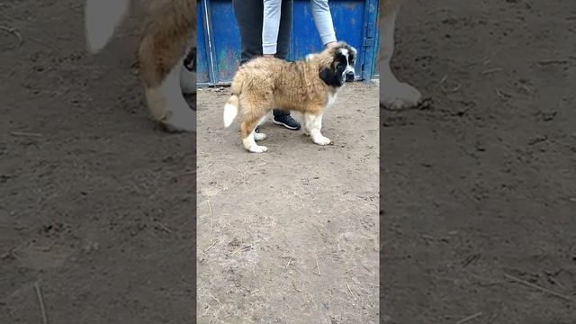 Щенки Московская Сторожевая 2,5 мес.(8) смотреть онлайн