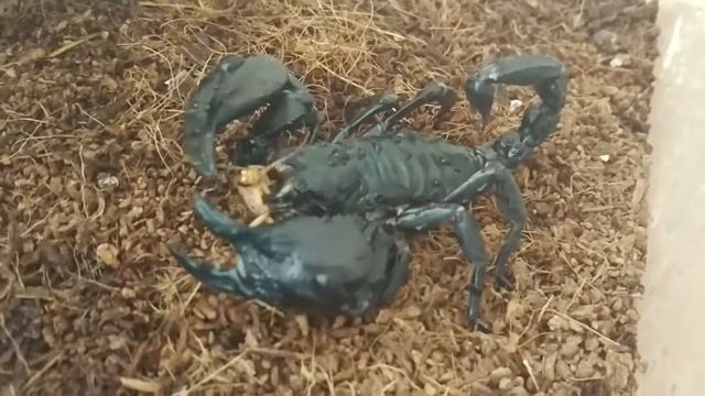 Как кушает скорпион смотреть онлайн