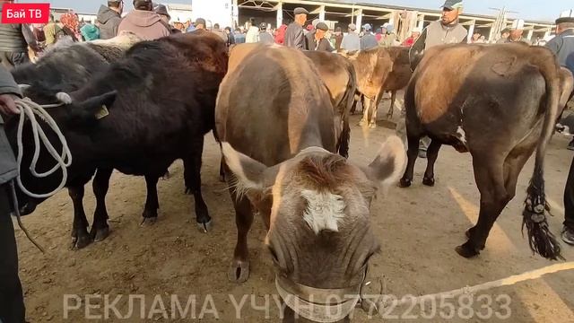 СААН УЙЛАР КУНАЖЫН УРГААЧЫ ТОРПОК БААЛАРЫ ? #байтв смотреть онлайн