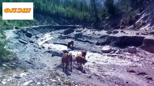 Алтай 6 Долина Эдельвейсов смотреть онлайн