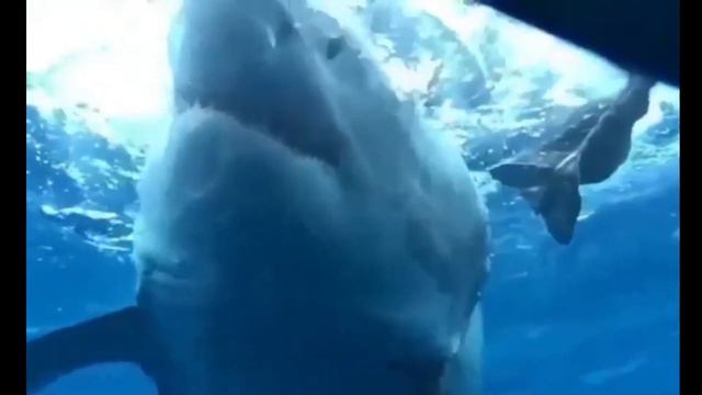 АКУЛЫ ЗУБАСТЫЕ ОПАСНЫЕ и красивые. АКУЛЫ КРУПНЫМ ПЛАНОМ #shark