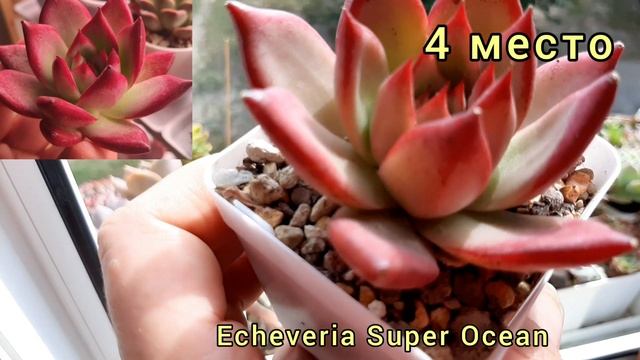 Топ 12 моих самых красных суккулентов смотреть онлайн