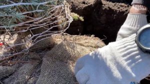 Как правильно высадить сосну и ель с земляным комом