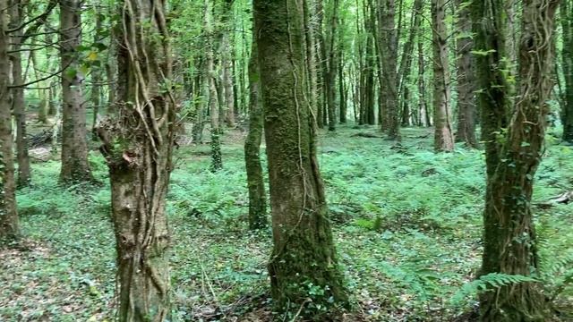 Прислушайся к сердцам. #песни #пісні #музыка #христианские псалмы #христианская музыка смотреть онлайн