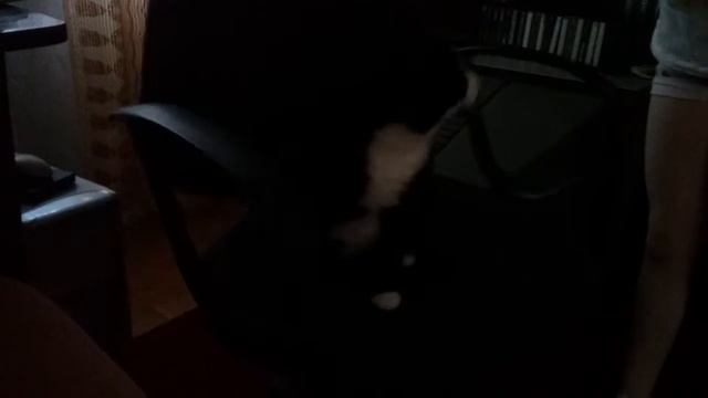 Бедная кошка смотреть онлайн
