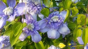 Клематис Блю Лайт . Clematis Blue Light  . Клематис голландской селекции . Группа Патенс Patens .