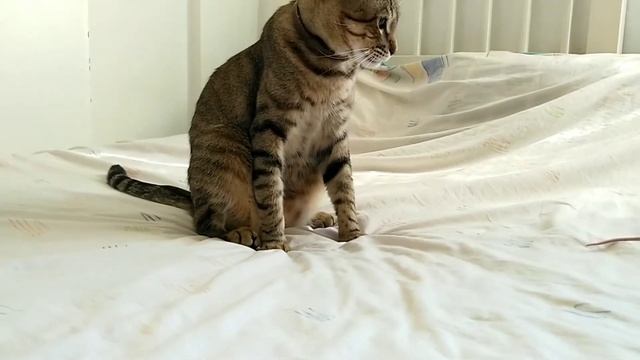 Как подружить кота и домашнюю крысу. смотреть онлайн