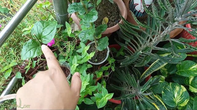 September Garden Tour (100+ Plants in Small Balcony) смотреть онлайн