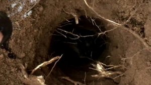 Охота на енота с фокстерьером.