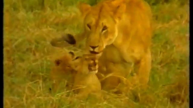 Why do people laugh at evolutionist? (part2) смотреть онлайн