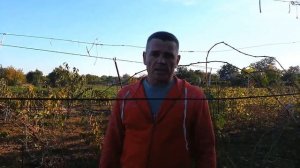 Удобрение винограда,навозный микс.