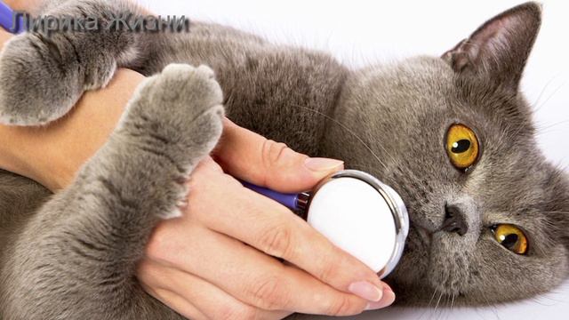 На прогулке Пёс откопал пакет… Хозяин пришел в Ужас, когда увидел, что Внутри! смотреть онлайн