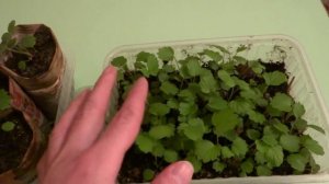 Рассада клубники через 2 месяца после посадки