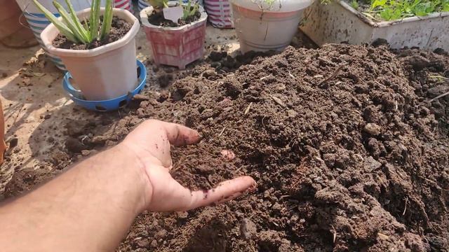 गोबर खाद को कैसे इस्तेमाल करें?, बनाने की विधि और डालने का तरीका | Cow Dung Manure Benefits In Hind