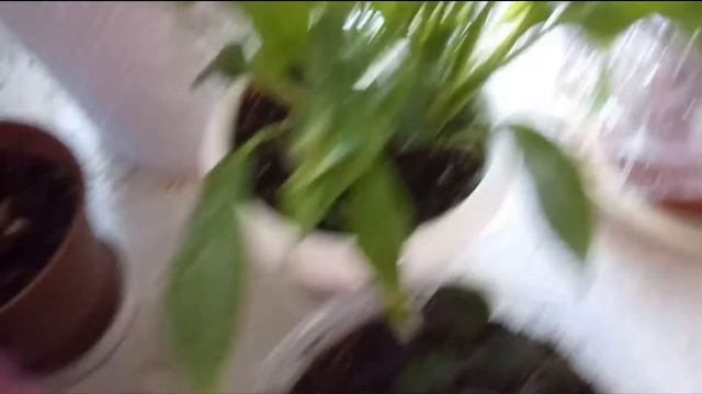 Как навсегда избавиться от мошек / мушек на комнатных растениях смотреть онлайн