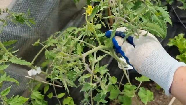 Томаты через 2 недели после посадки - Что делаю и Чем подкармливаю смотреть онлайн