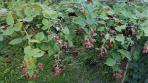 ежевика Лох Несс