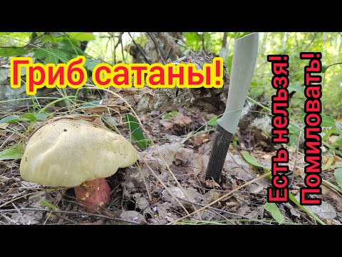 Сатанинский гриб. Ложный белый боровик смотреть онлайн