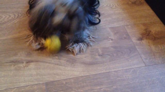 йорк играет смотреть онлайн