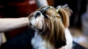 Классическая стрижка Ши Тцу - Мастер класс.