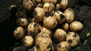 Урожай картофеля 2021 Киранда, Хортица, Аннушка. Обзор нашего урожая картофеля.