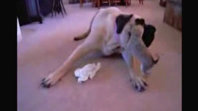 Собака Допрыгалась