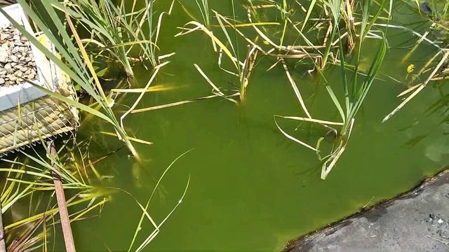 пруд своими руками, работа уф лампы.День первый 15.06.2021г смотреть онлайн