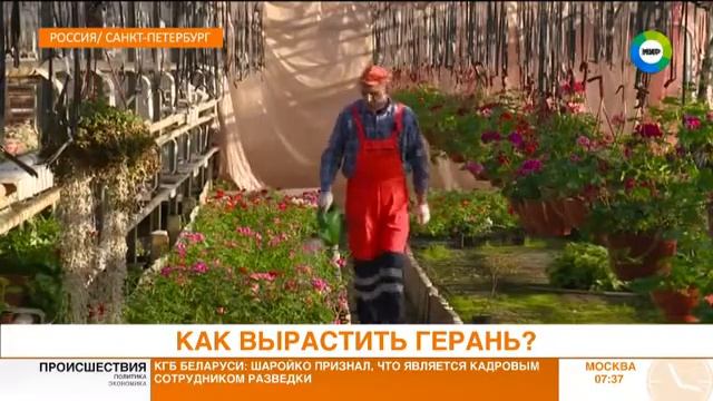 КАК ВЫРАСТИТЬ ГЕРАНЬ. Эфир от 21.11.17 смотреть онлайн
