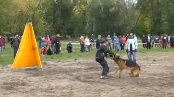 Kovrov TVC 110912 выставка собак готовая