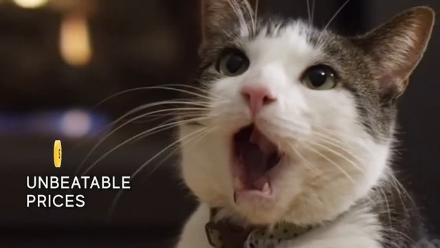 One Stop Pet store for Cat & Dog in Singapore | Pet Master Singapore смотреть онлайн