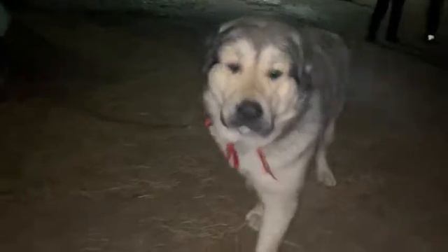 Тобет смотреть онлайн