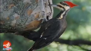 Где зимуют птицы