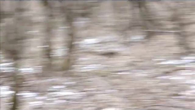 Русский черный терьер Ариша, Горыня февраль смотреть онлайн