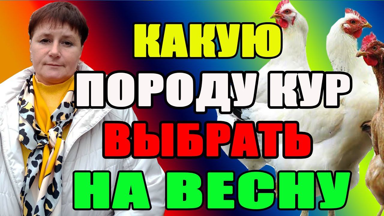 Какую породу кур выбрать на весну. ПЯТЬ моих лучших кур. смотреть онлайн