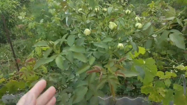 Роза ВЕДДИНГ ПИАНО #роза смотреть онлайн