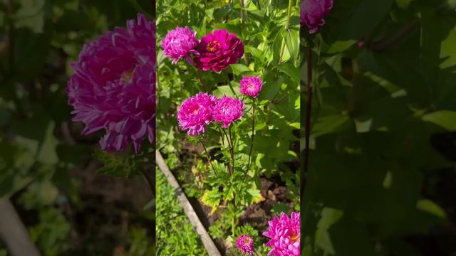 Астры🌸😊 #shorts смотреть онлайн