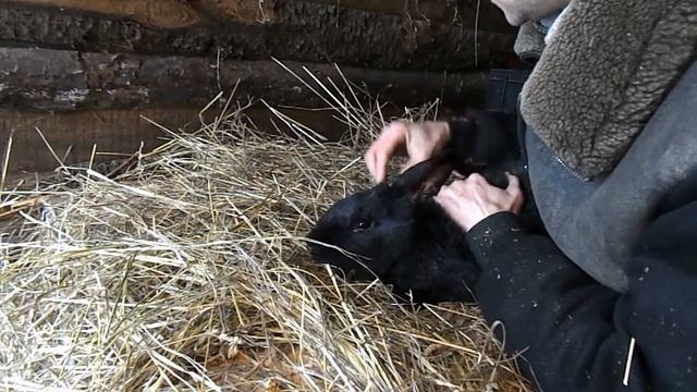 Как вылечить ушного клеща у кроликов дедовским методом. ЗИМНИЕ ХЛОПОТЫ В ДЕРЕВНЕ. смотреть онлайн