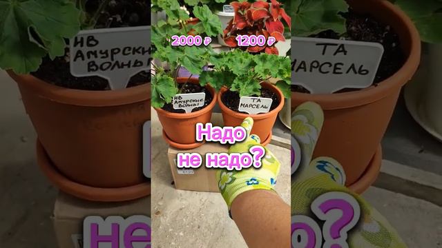 ГДЕ КУПИТЬ ЧЕРЕНКИ? ☘️ смотреть онлайн