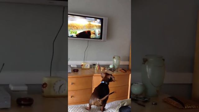 Dog watching TV смотреть онлайн
