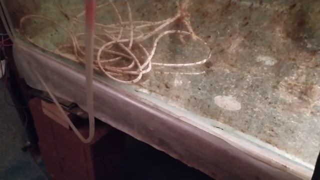 Продал рыб в самый крутой зоомагазин Рязани . Наглядно отвечаю на вопросы зрителей . Икра стурисом смотреть онлайн