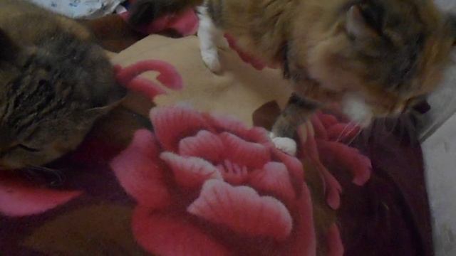 Законно лени предаваясь и нагло греясь в гамаке:) Лоботрясы, кошка Ромашка и кошка Подушка. смотреть онлайн