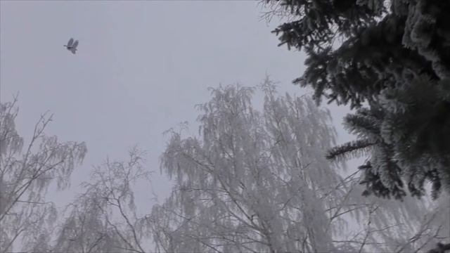 Зимняя сказка! Иней!