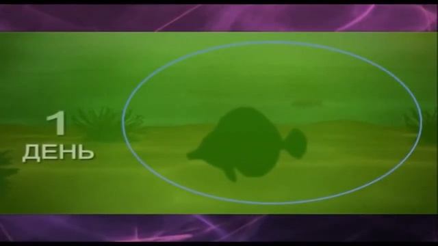 Презентация компании NSP