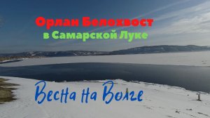 Орлан Белохвост. Весна на волге. Прогулка. Лес Самарской луки весной.