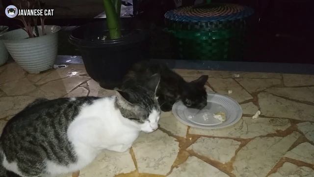 Cute Kittens Playing with Broom at Night смотреть онлайн